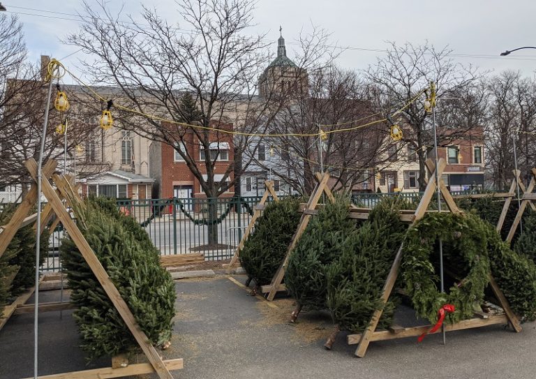 Christmas Tree Sales